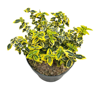Euonymus fortunei 'Emerald 'n' Gold' F00008887
