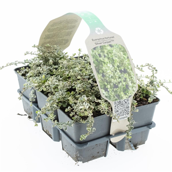 Euonymus fortunei 'Silver Carpet' F00008922