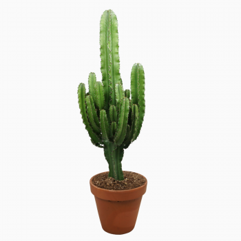 Euphorbia abyssinica F00001487