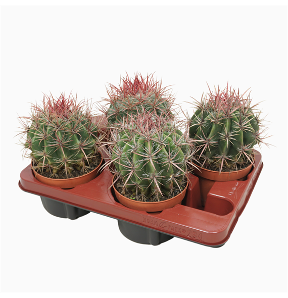 Ferocactus pilosus F00001662