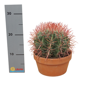 Ferocactus pilosus F00002659