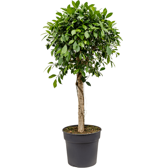 Fikus microcarpa ‘Nitida’ 4FINIRS44