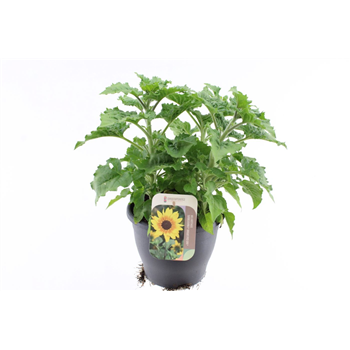 Helianthus annuus 'Sunbelievable Brown Eyed Girl' F00005562