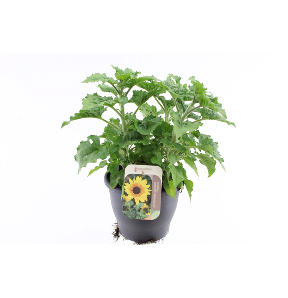 Helianthus annuus 'Sunbelievable Brown Eyed Girl' F00005562