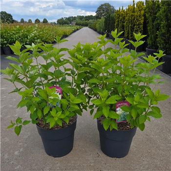 Hortenzija paniculata 'Limelight' F00008893