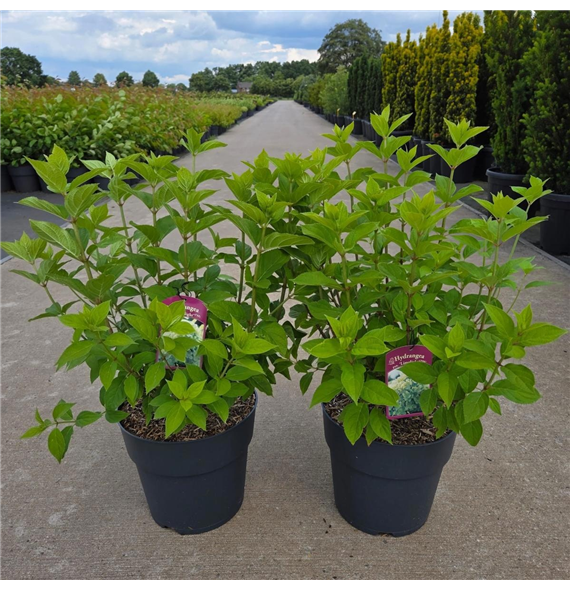 Hortenzija paniculata 'Limelight' F00008893