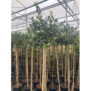 Ilex aquifolium 'JC van Tol' F00008896