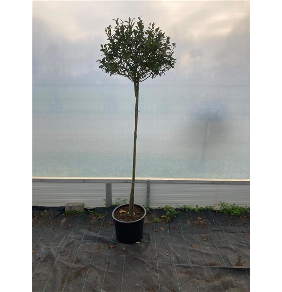 Ilex meserveae 'Blue Maid' F00008897