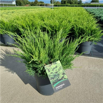 Juniperus pfitzeriana 'Mint Julep' F00008891