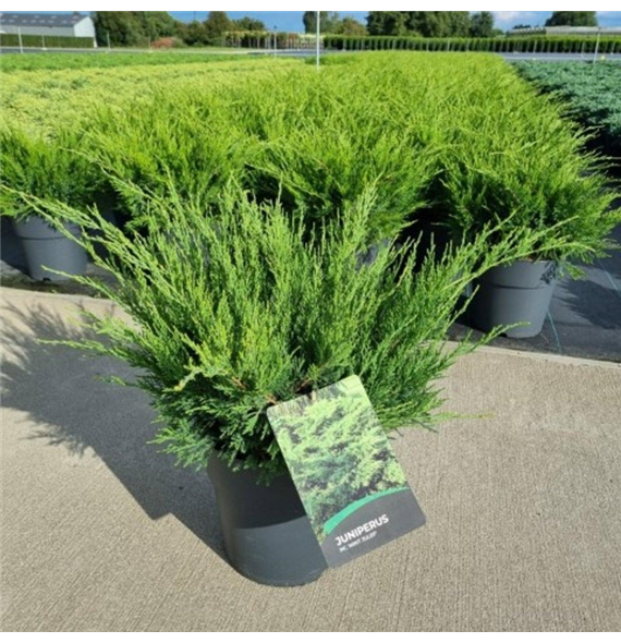 Juniperus pfitzeriana 'Mint Julep' F00008891