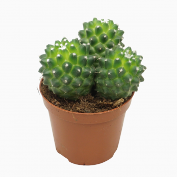 Mammillaria polythele 'Toluca' F00001569