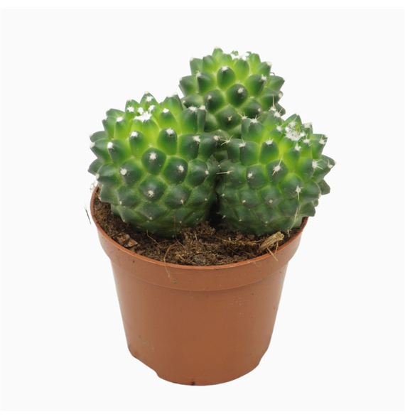 Mammillaria polythele 'Toluca' F00001569