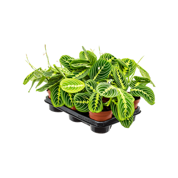 Maranta leuconeura 'Lemon' 6/tray 4MALLBP05