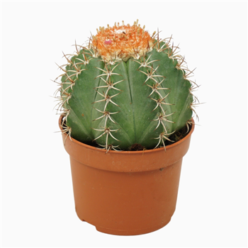 Melocactus matanzanus F00001715