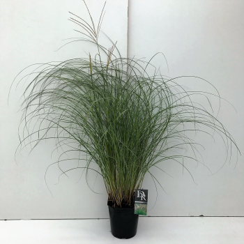 Miscanthus sinensis 'Adagio' F00005338