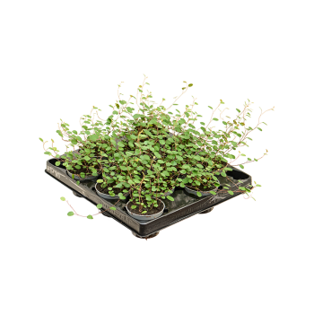 Muehlenbeckia 'Complexa Mao'ri' 12/tray 4MUMABP06