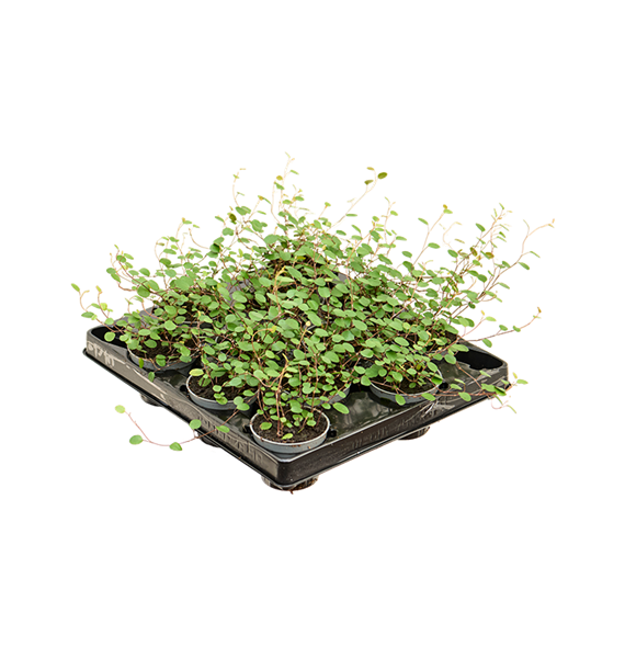 Muehlenbeckia 'Complexa Mao'ri' 12/tray 4MUMABP06