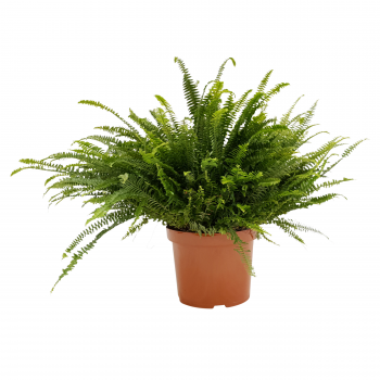 Nephrolepis exaltata 'Green Lady' F00001744