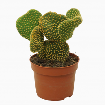 Opuntia microdasys 'Cristata' F00001727