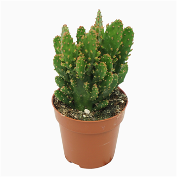 Opuntia tuna (juveniel) F00001574