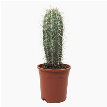 Pachycereus pringlei F00001807