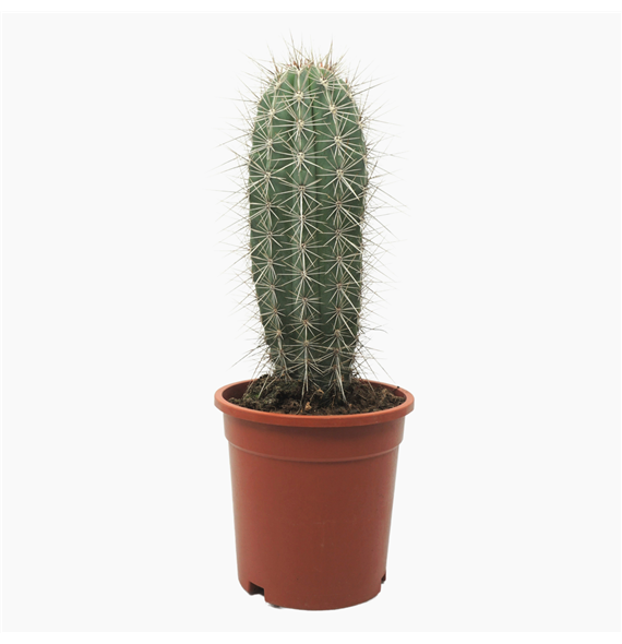Pachycereus pringlei F00001807