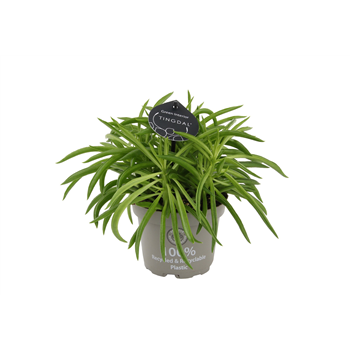 Peperomia ferreyrae 'Nevada' F00002243