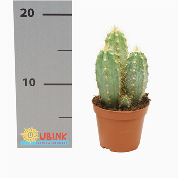 Pilosocereus azureus F00002772