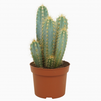 Pilosocereus azureus F00001767
