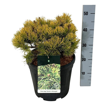 Bor(Pinus) mugo F00007278