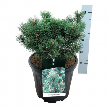 Bor(Pinus) mugo 'Columnaris' F00006982