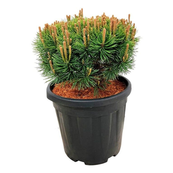 Bor(Pinus) mugo 'Mops' F00005265