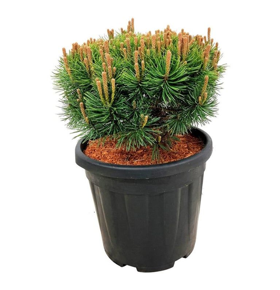 Bor(Pinus) mugo 'Mops' F00005265