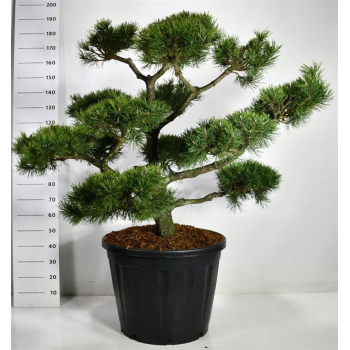 Bor(Pinus) nigra F00006626