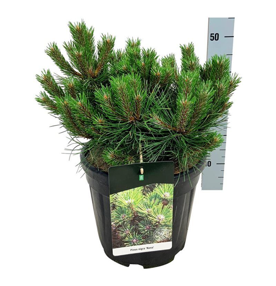 Bor(Pinus) nigra 'Nana' F00006955