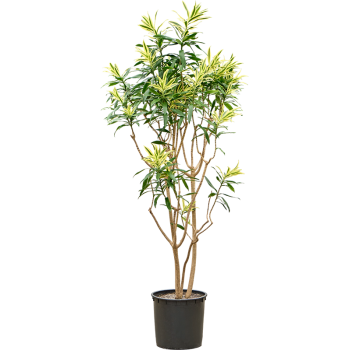Pleomele (Dracena) reflexa 'Song of Sri Lanka' 4PLSSVT34