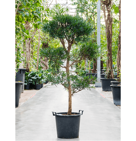 Podocarpus macrophyllus 4POMASS31