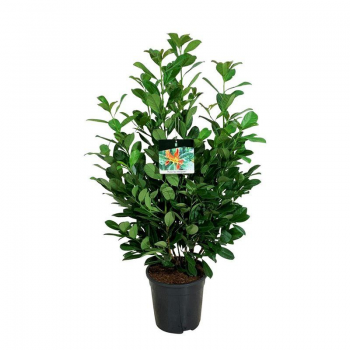 Prunus laurocerasus 'Bonaparte' F00007690