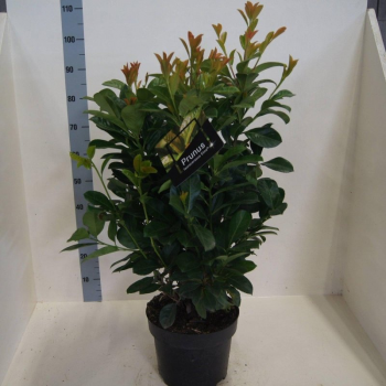 Prunus laurocerasus 'Etna' F00008587