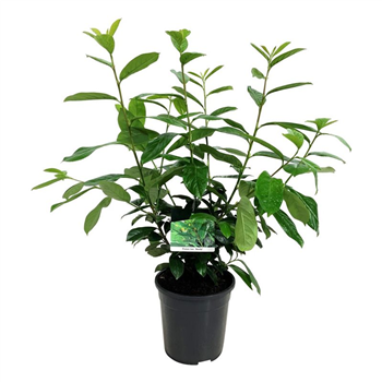 Prunus laurocerasus 'Novita' F00003413