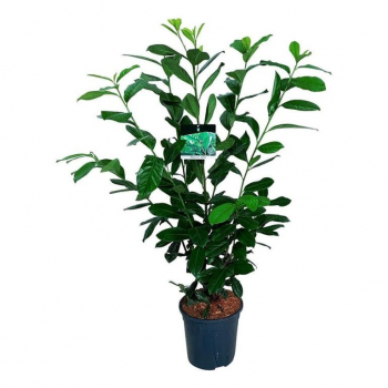 Prunus laurocerasus 'Novita' F00008865