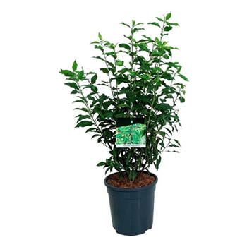 Prunus lusitanica 'Angustifolia' F00008866