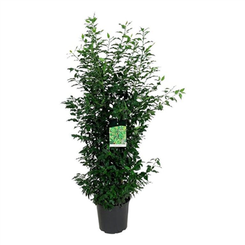 Prunus lusitanica 'Angustifolia' F00008864