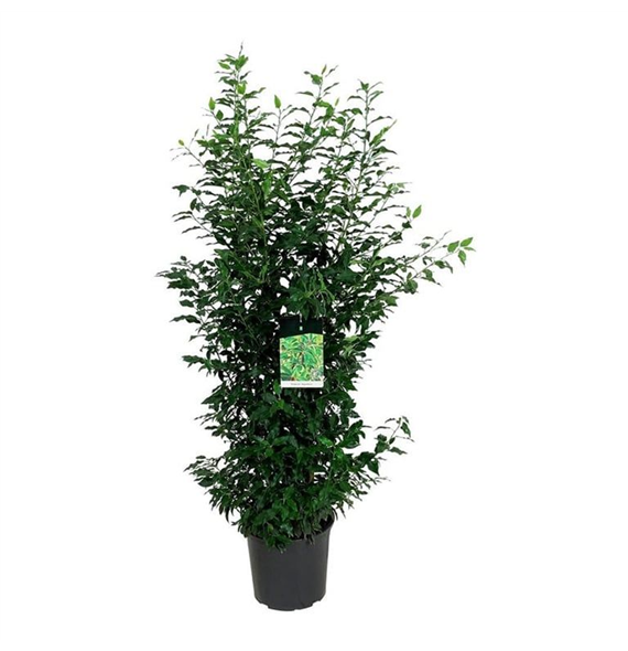 Prunus lusitanica 'Angustifolia' F00008864