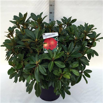 Rhododendron 'Red Jack' F00008720