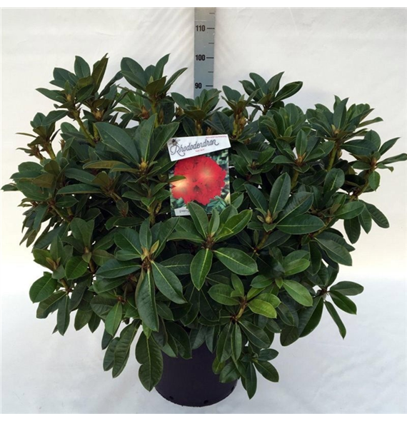 Rhododendron 'Red Jack' F00008720