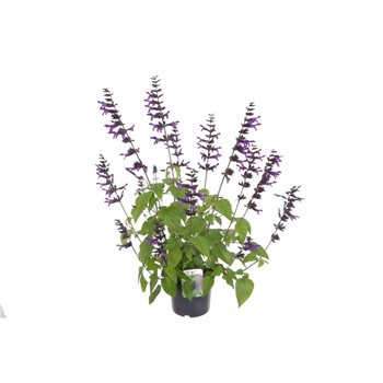 Salvia hybr 'Amistad' F00007217