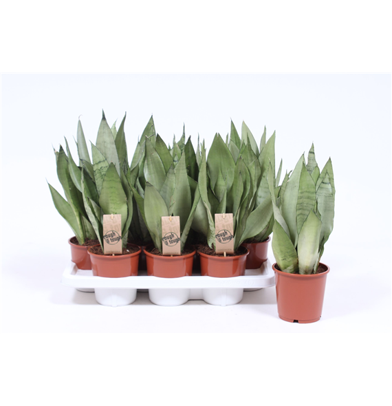 Taščin jezik - Sanseveria trifasciata 'Moonshine' F00004948