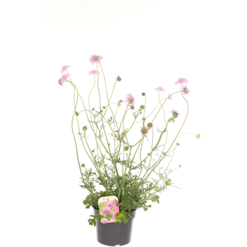 Scabiosa columbaria 'Pink Mist' F00003217
