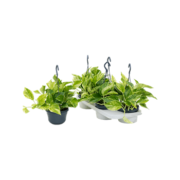 Scindapsus (Epipremnum) 'Marble Queen' 4/tray 4SCMQHA15